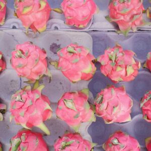 越南紅肉火龍果